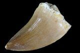 Mosasaur (Prognathodon) Tooth #79787-1